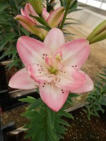 [5511 PO11 DAZ07-83-2 No02.JPG]